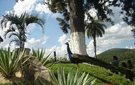 6093525_15_ouro_verde